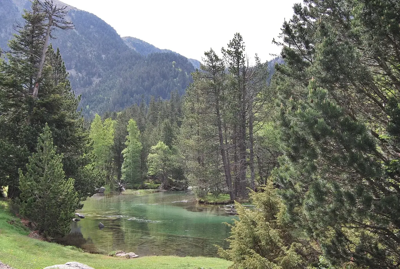 Río entre pinos en el valle de Sant Nicolau