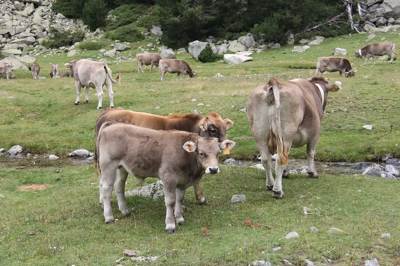 Vacas pastando en los prados de Aigüestortes