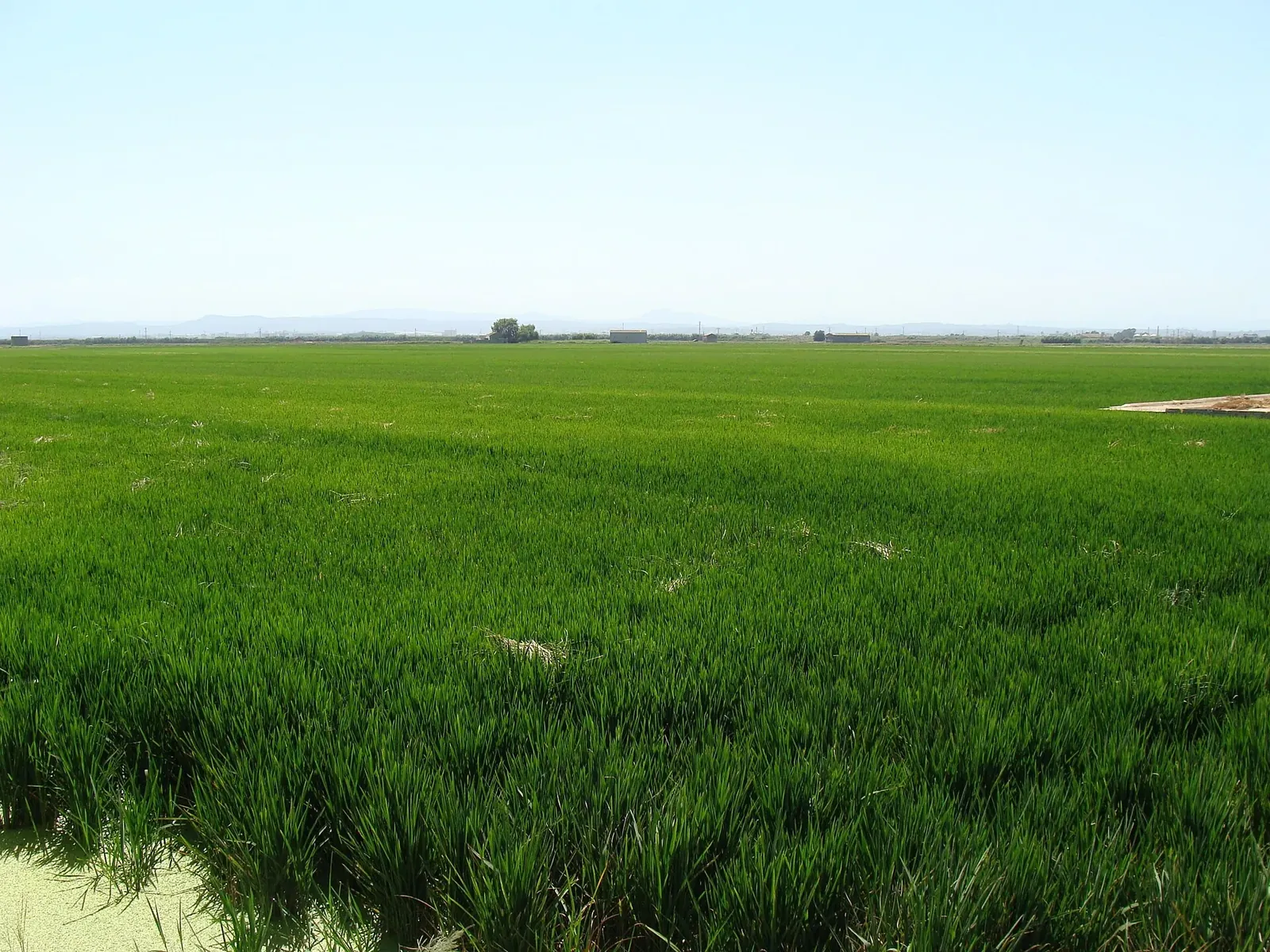 Arrozales verdes en la Albufera de Valencia