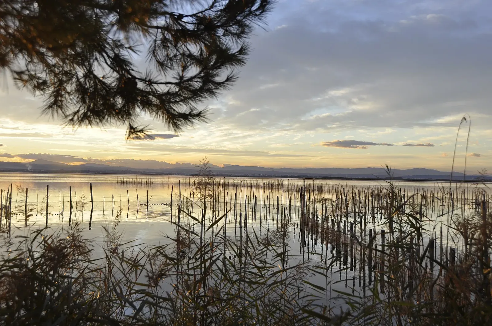 Embarcadero y cañas en la Albufera al atardecer