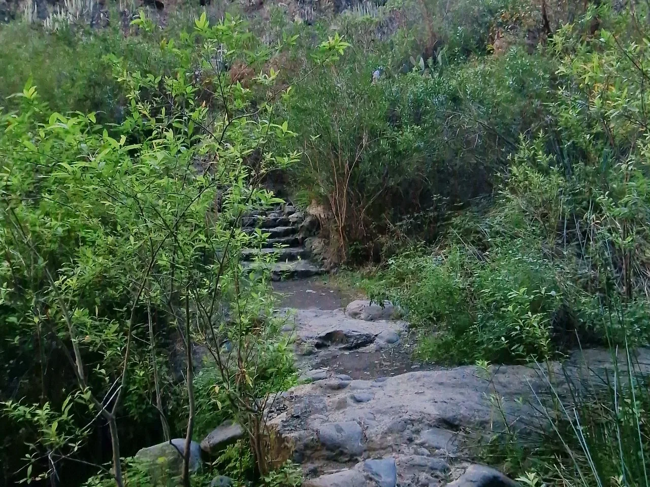 Sendero entre vegetación en el Barranco del Infierno