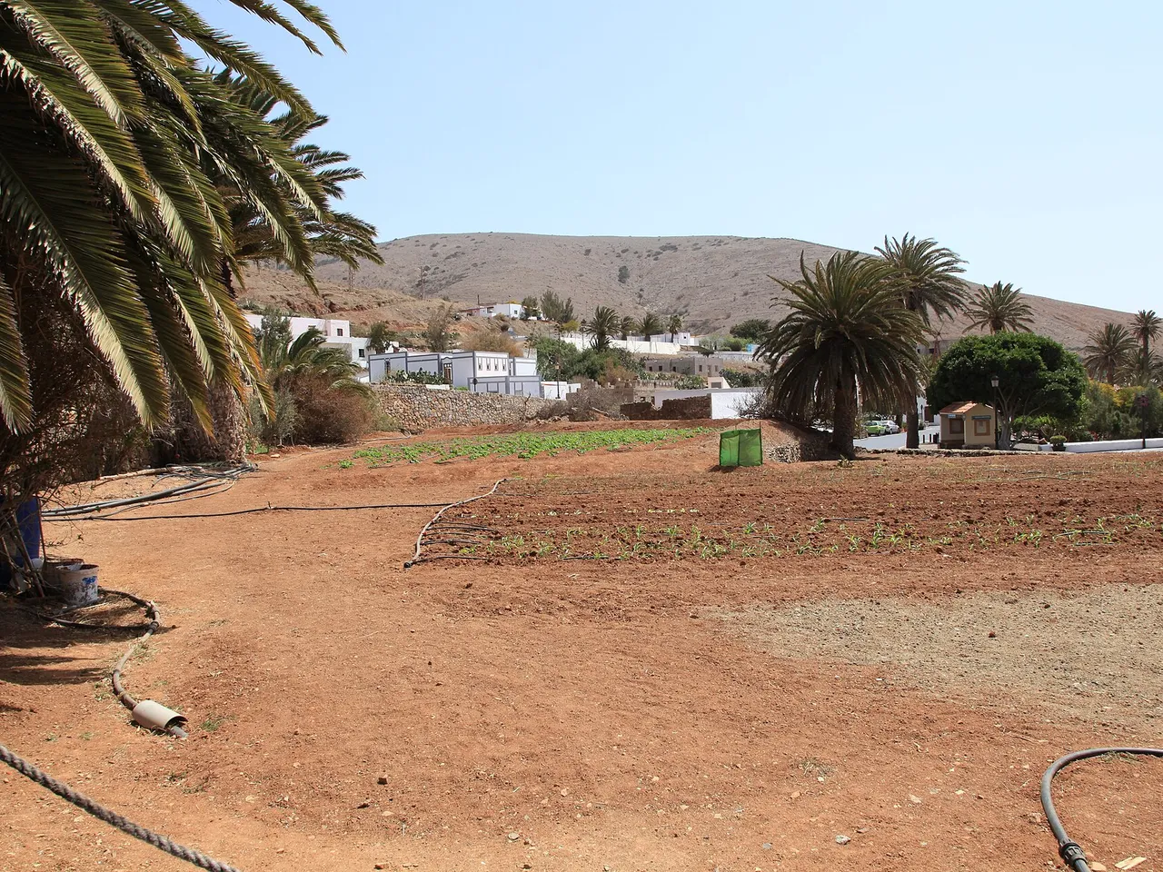 Calle de Betancuria con vegetación y casas encaladas