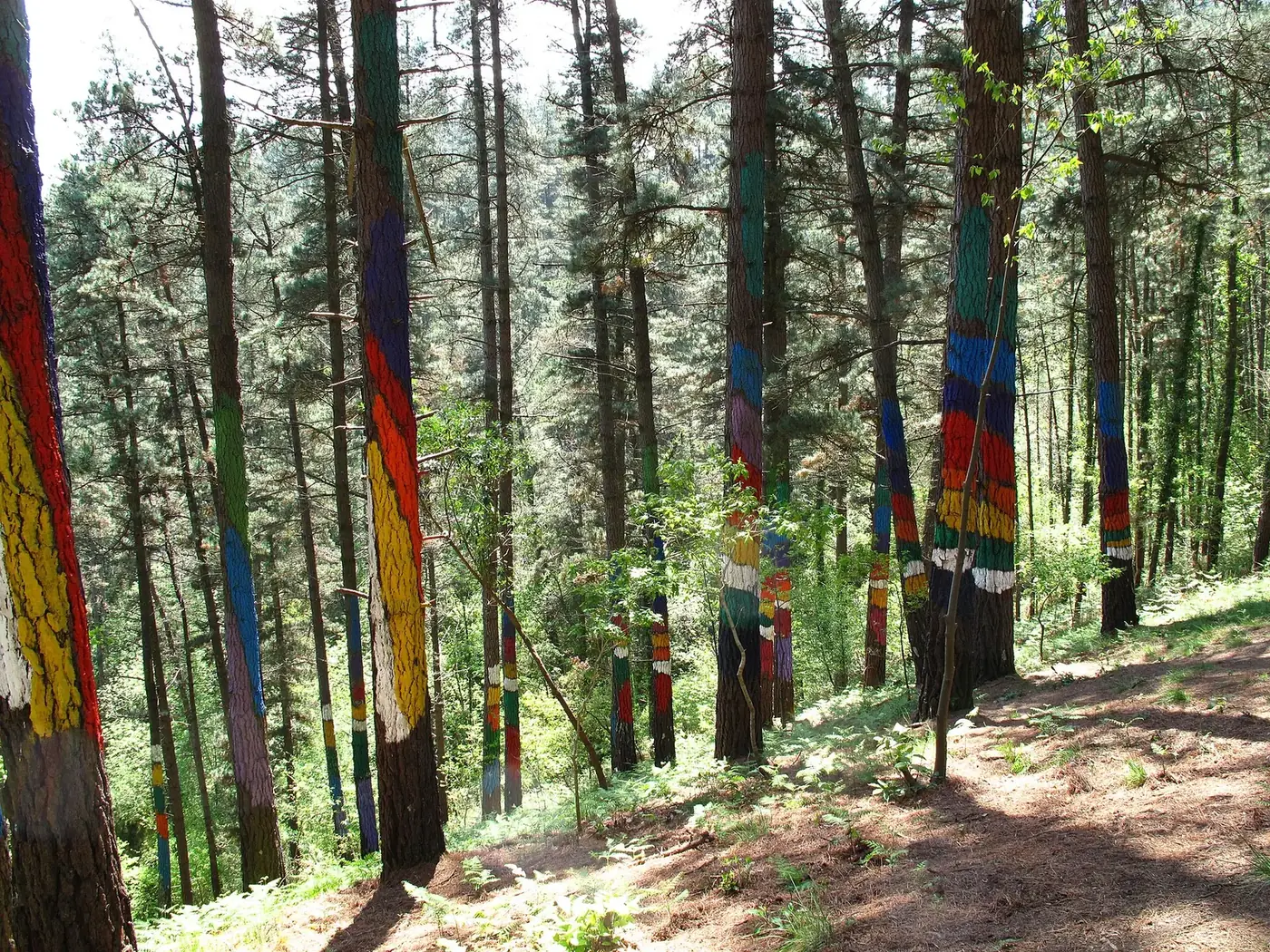 Árboles pintados de colores en el Bosque de Oma