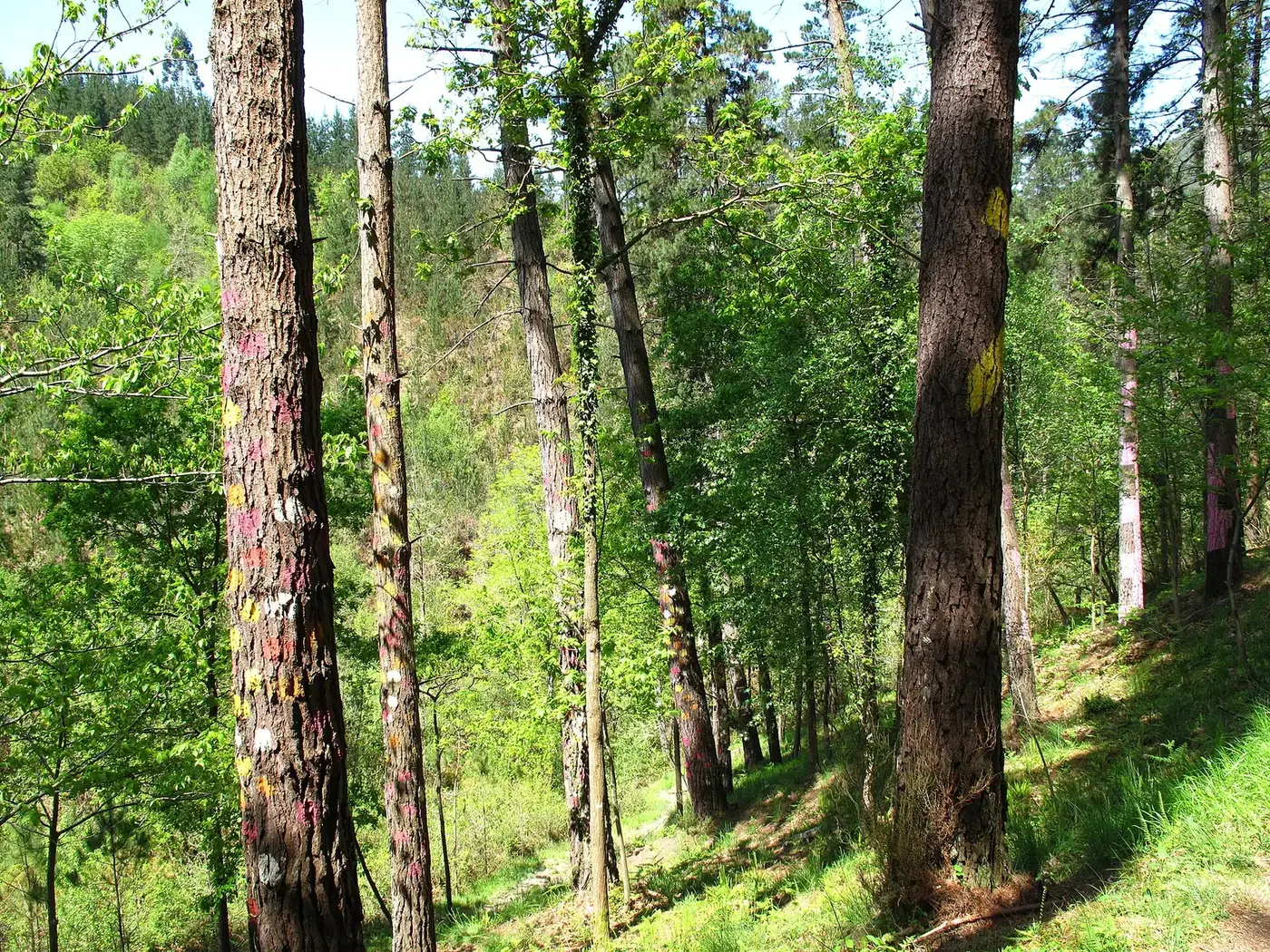 Figuras pintadas en el Bosque de Oma
