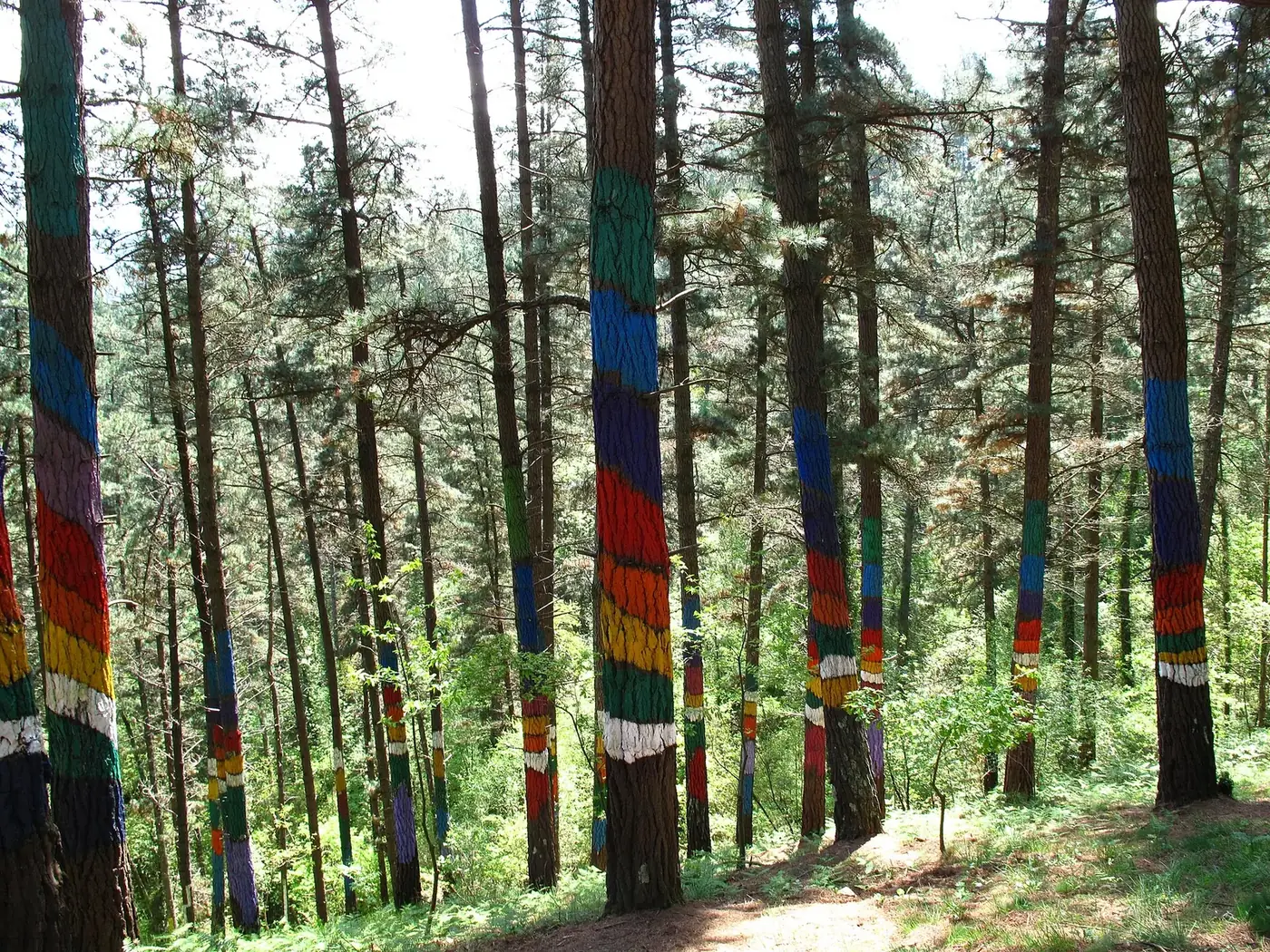 Bosque de Oma: el bosque pintado de Ibarrola en Urdaibai