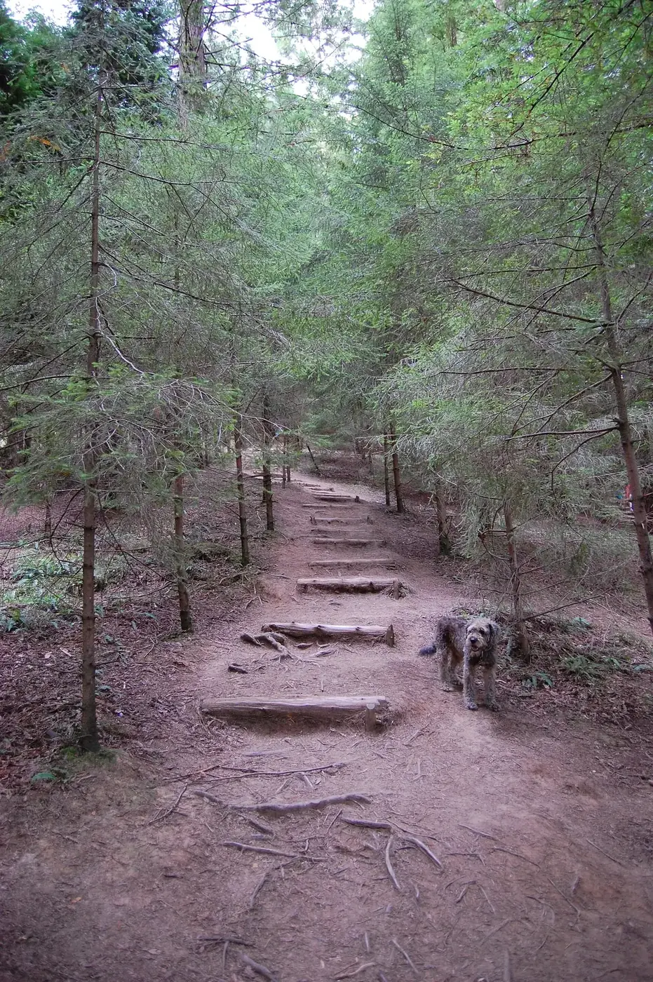 Bosque de secuoyas del Monte Cabezón