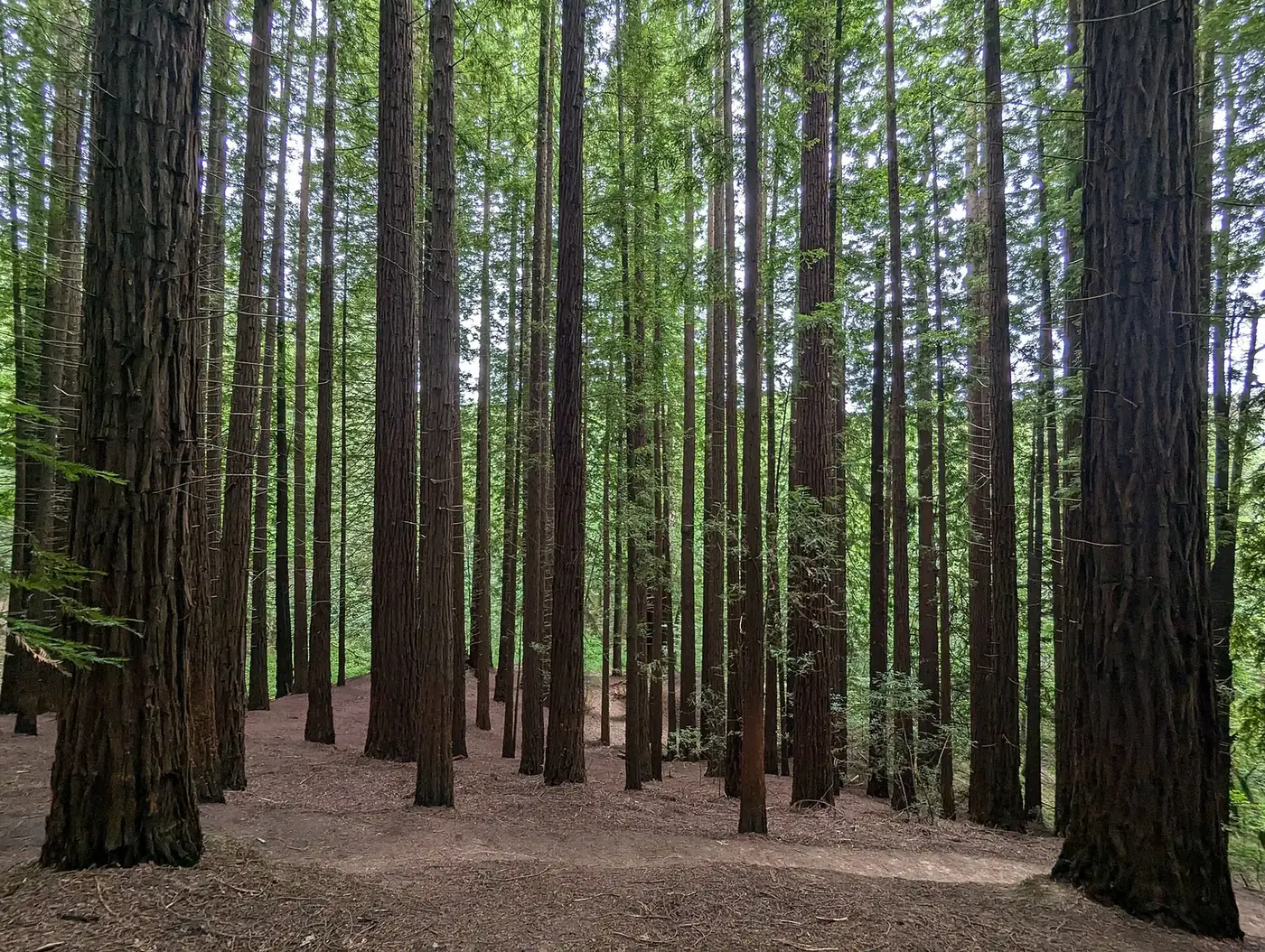 Bosque de secuoyas del Monte Cabezón