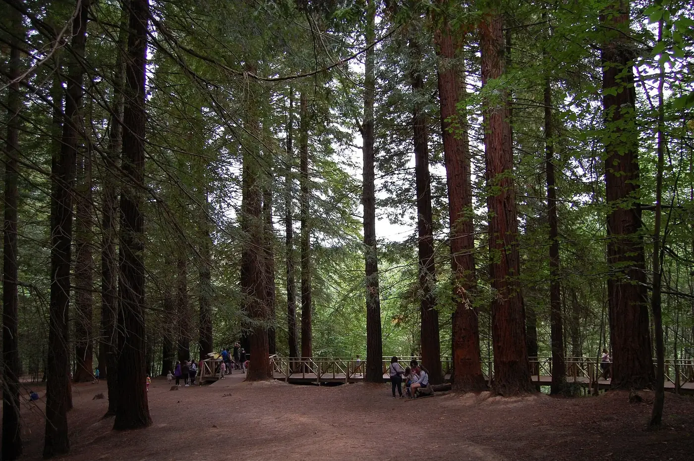 Sendero entre secuoyas en el Monte Cabezón