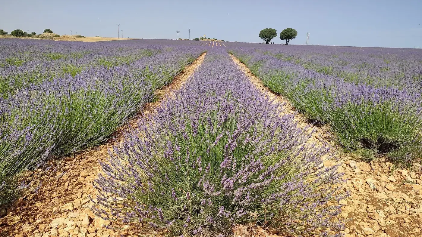 Hileras de lavanda en flor en Brihuega con dos árboles al fondo