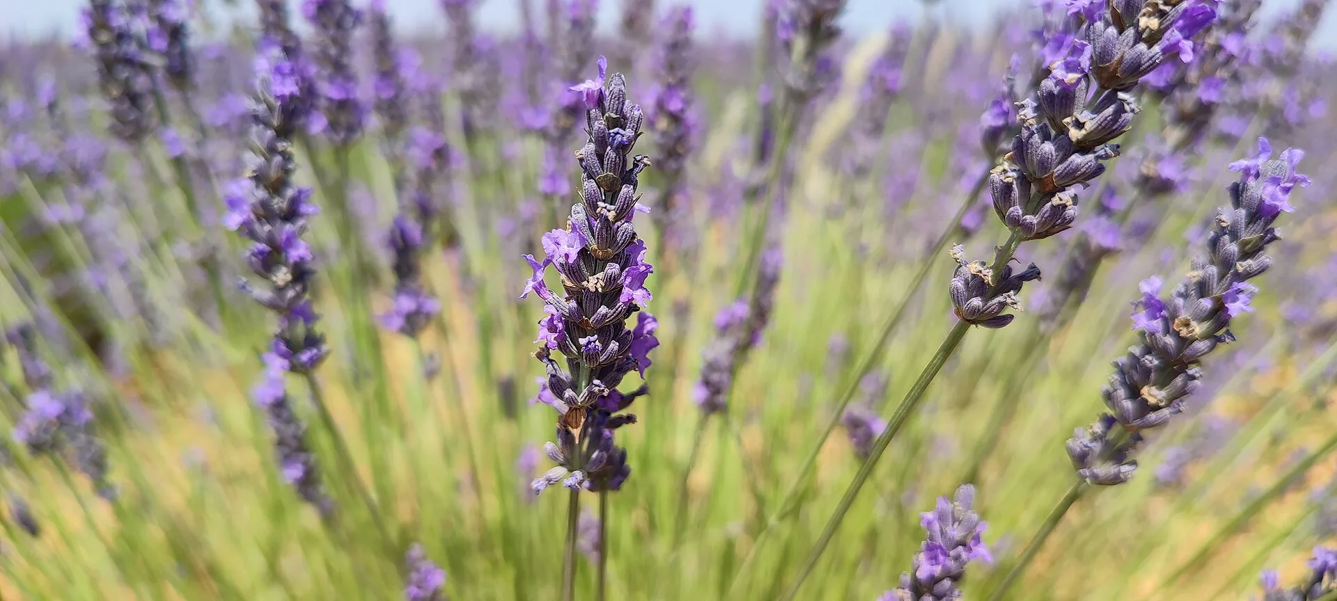 Flores de lavanda de cerca en Brihuega