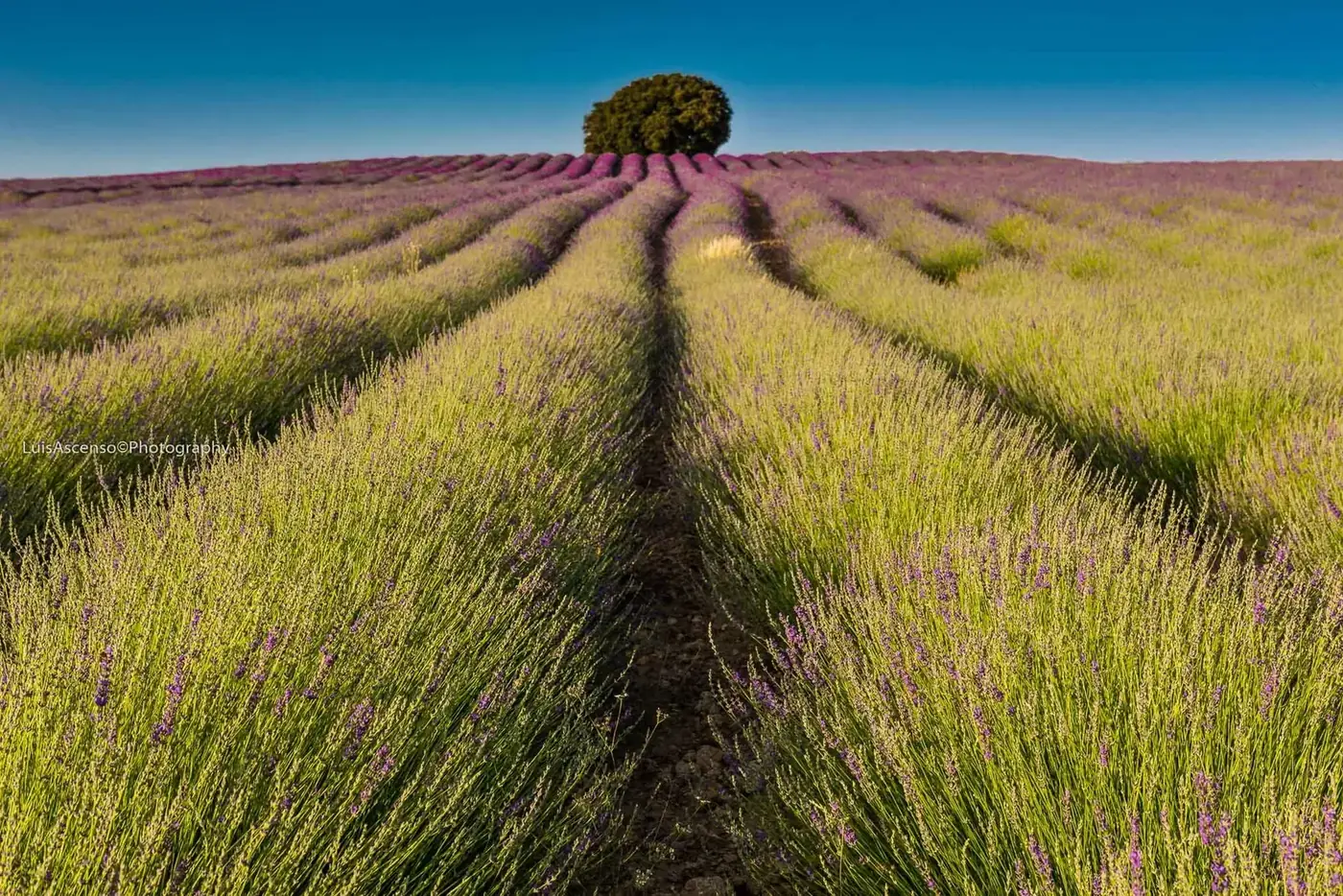 Campos de lavanda de Brihuega: cuándo ir, dónde verlos y qué ver en la «Provenza española»