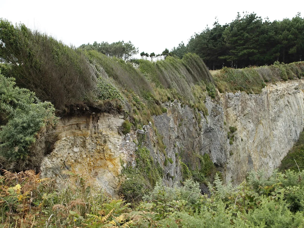 Vegetación costera en Cabo Busto