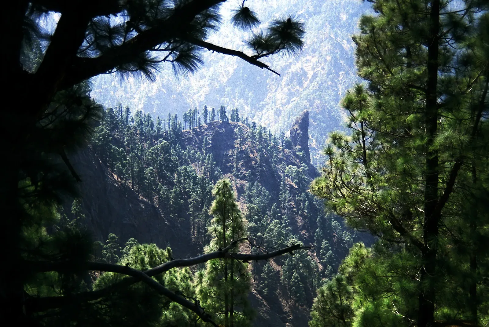 Roque Idafe entre pinos en la Caldera de Taburiente