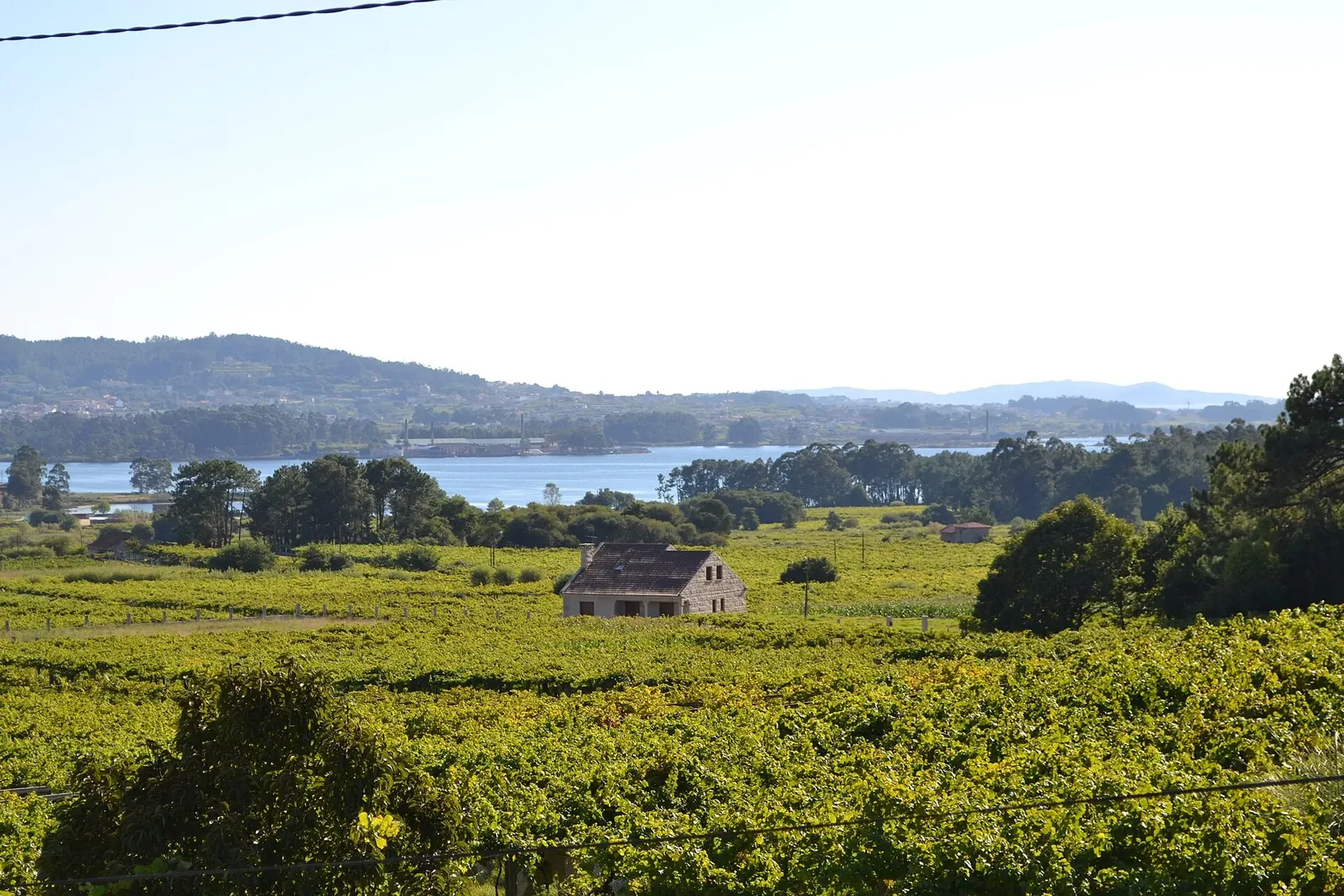 Viñedos de albariño en Cambados con la ría al fondo