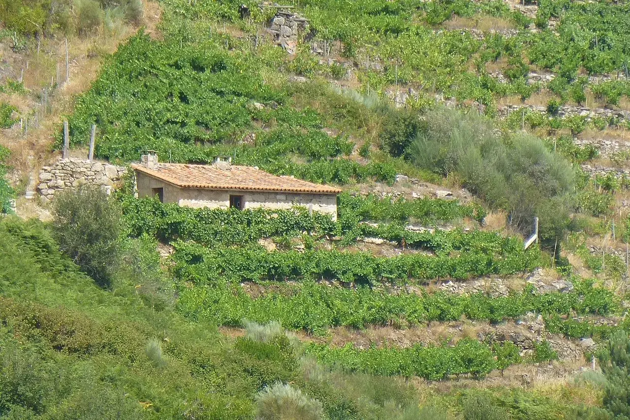Viñedos en bancales en la Ribeira Sacra