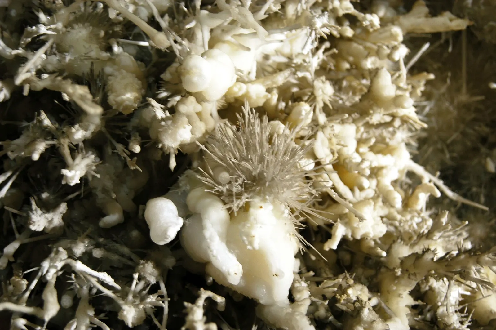 Helictitas blancas en la Cueva El Soplao