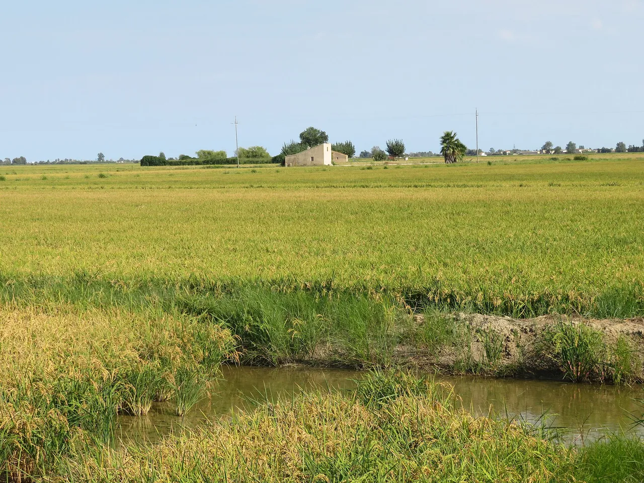 Cultivo de arroz en Deltebre en el Delta del Ebro