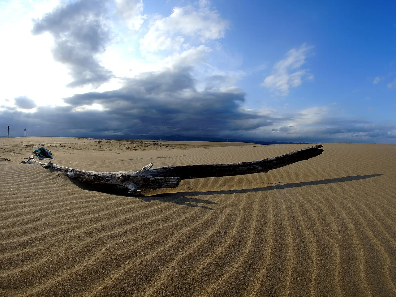 Tronco en la playa de la Punta del Fangar en el Delta del Ebro
