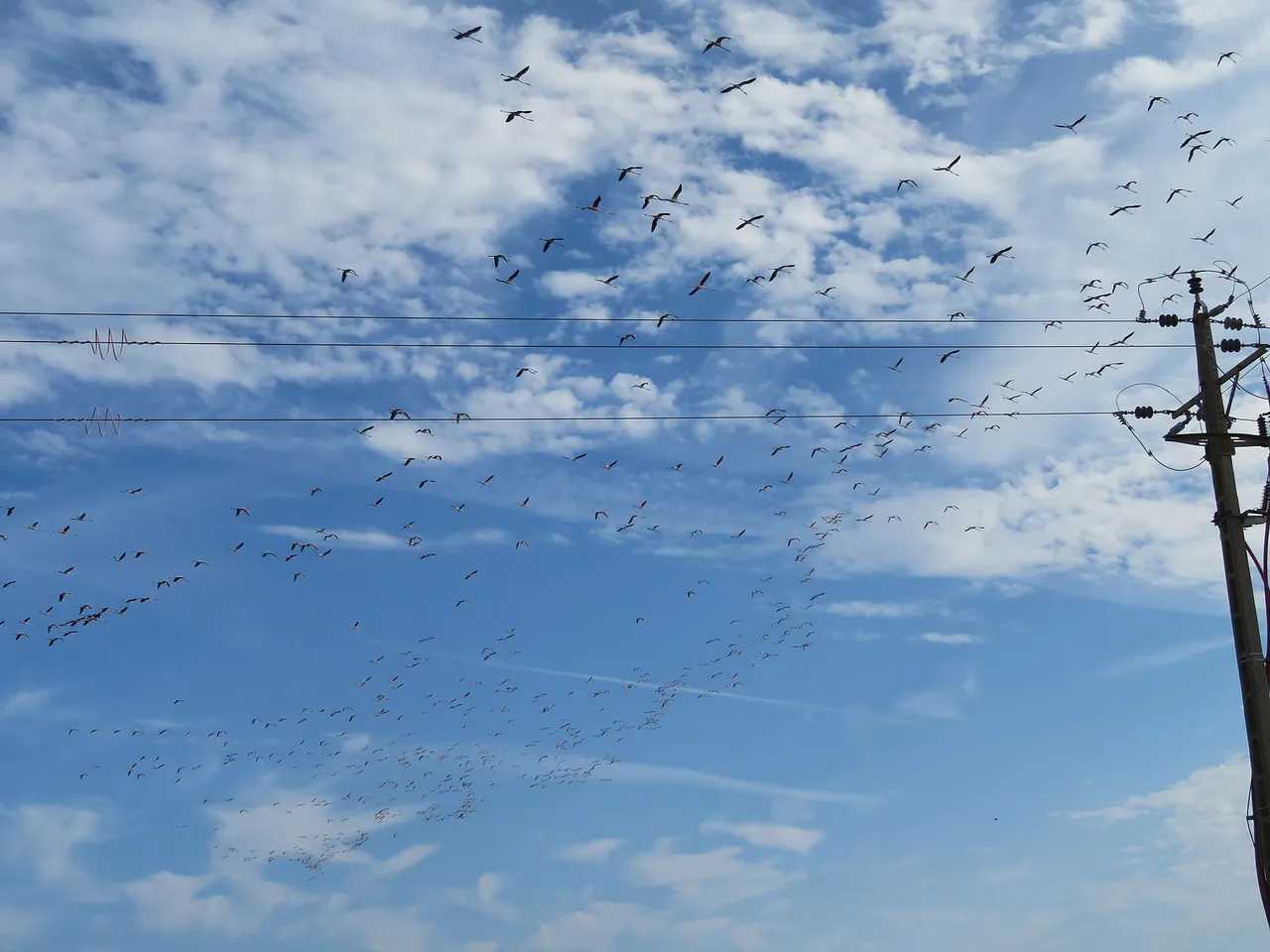 Bando de flamencos volando en el Delta del Ebro