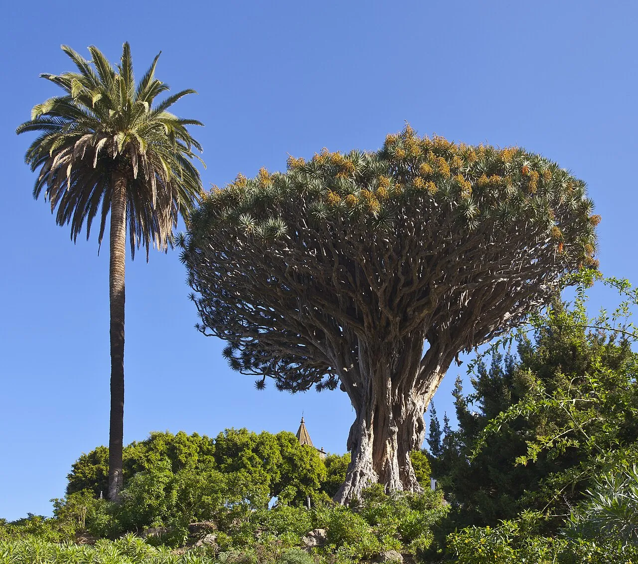 Drago Milenario junto a una palmera