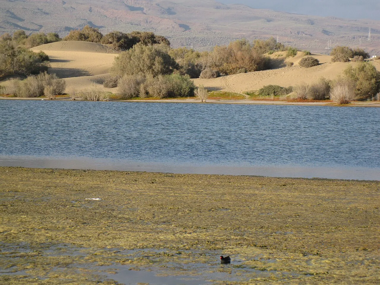 Charca de Maspalomas con las dunas al fondo