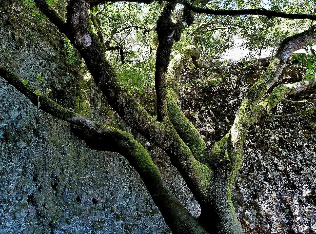 Árbol Garoé en El Hierro