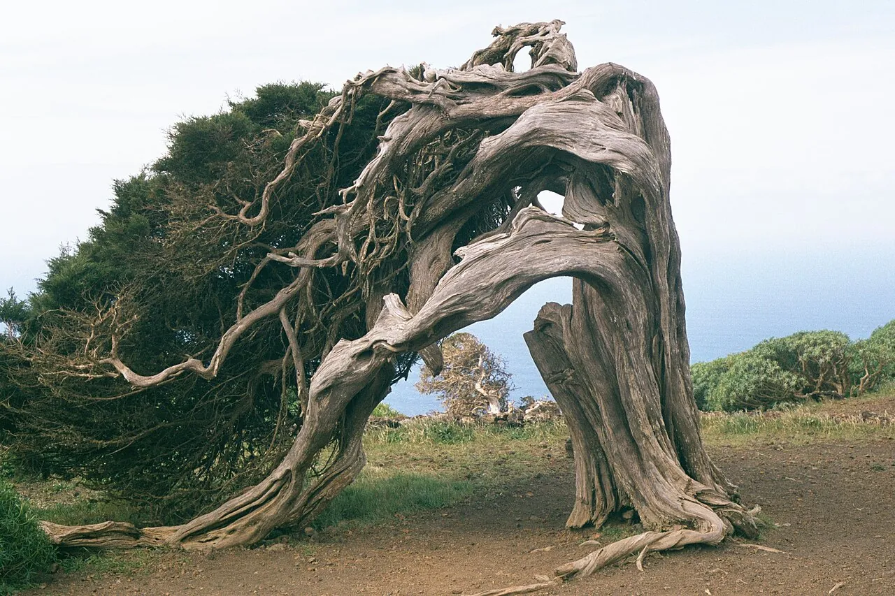 Sabina retorcida por el viento en El Sabinar, El Hierro