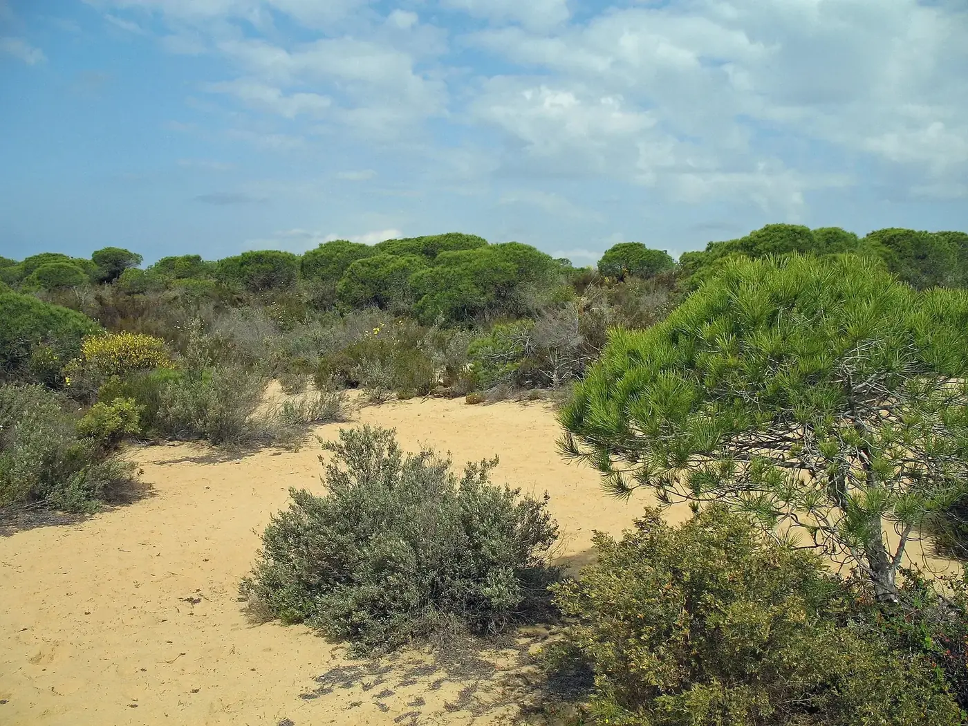 Pinar y dunas de la Cuesta Maneli