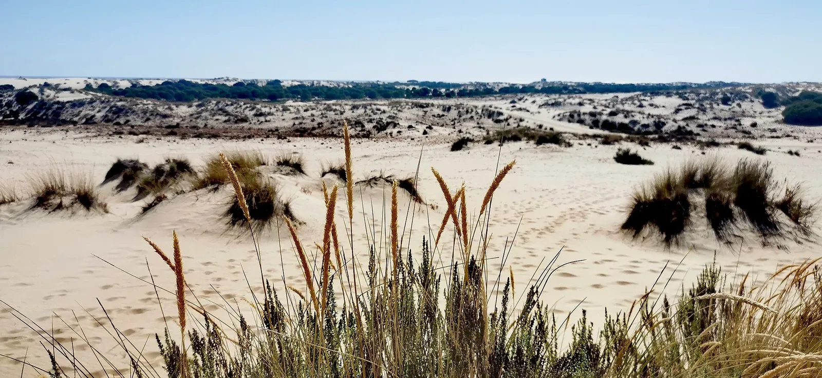 Dunas del Parque Nacional de Doñana