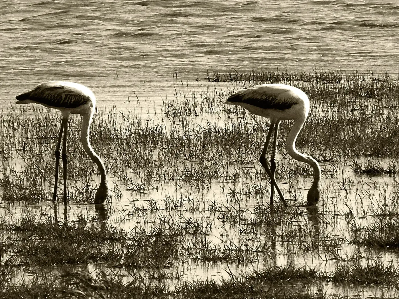 Flamencos en la marisma de El Rocío