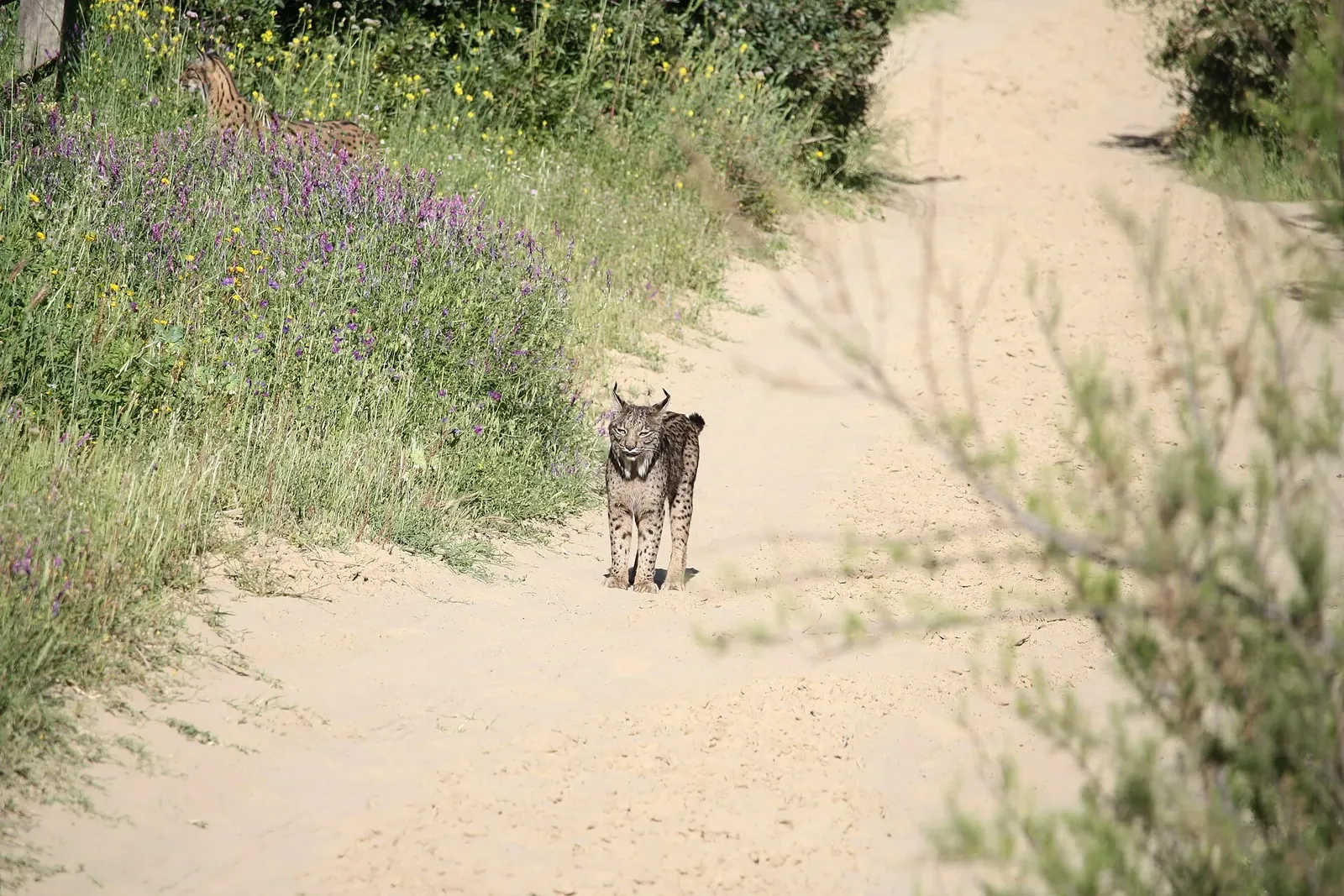 Lince ibérico en un camino de arena