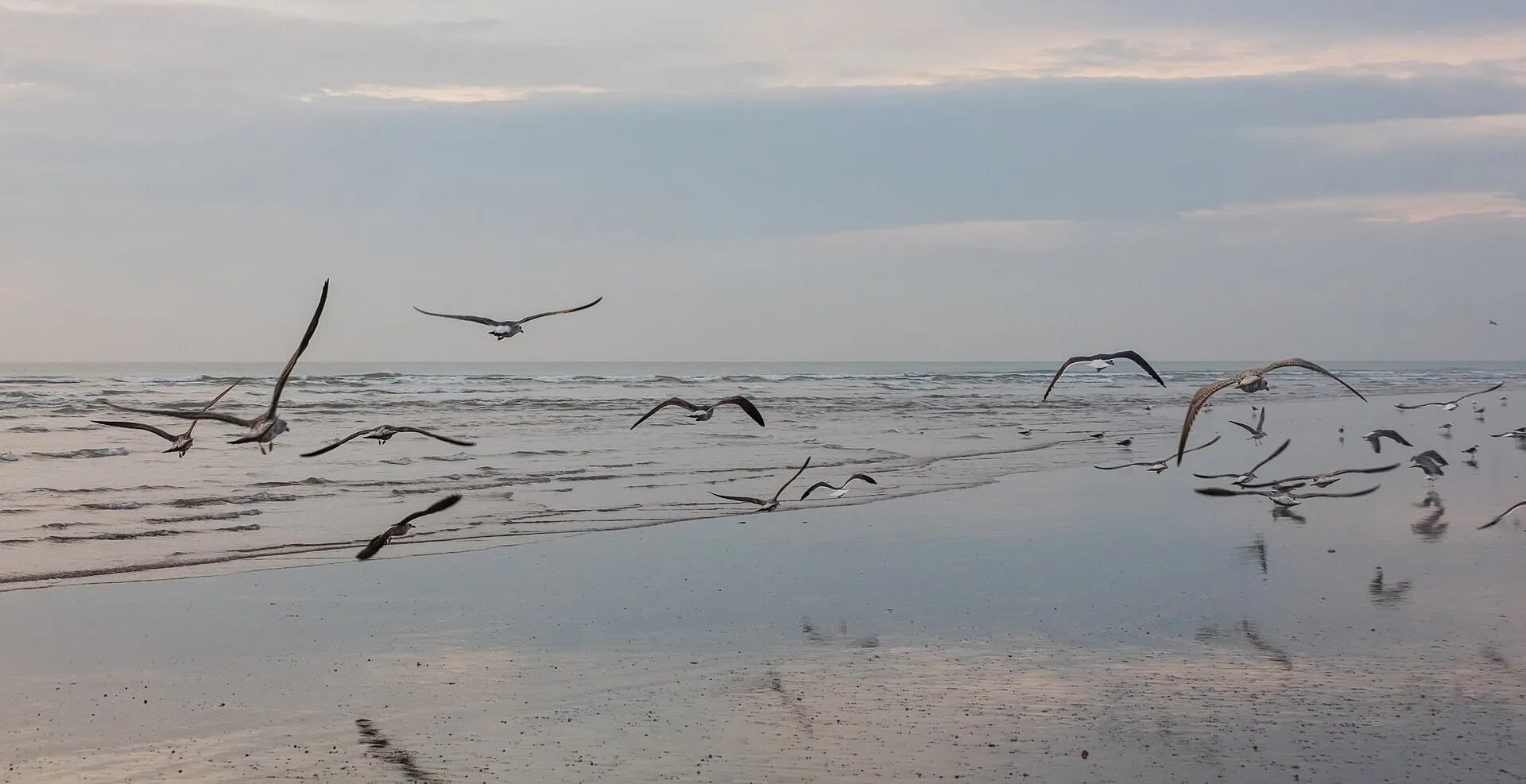 Aves sobre la marisma del Parque Nacional de Doñana