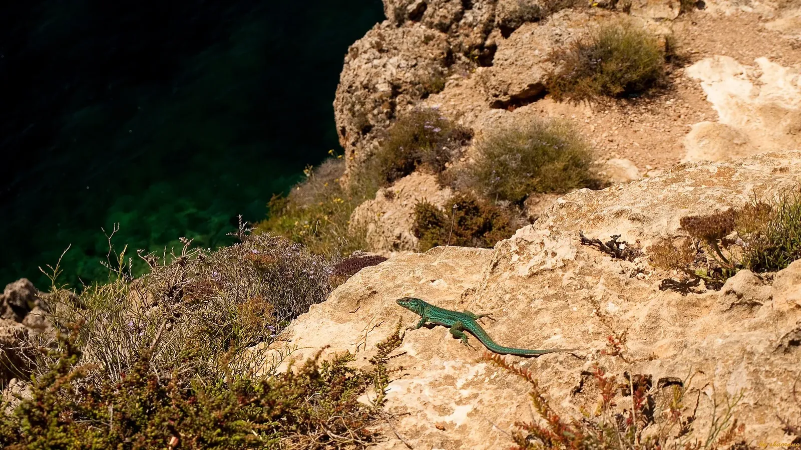 Lagartija de las Pitiusas sobre una roca en Formentera