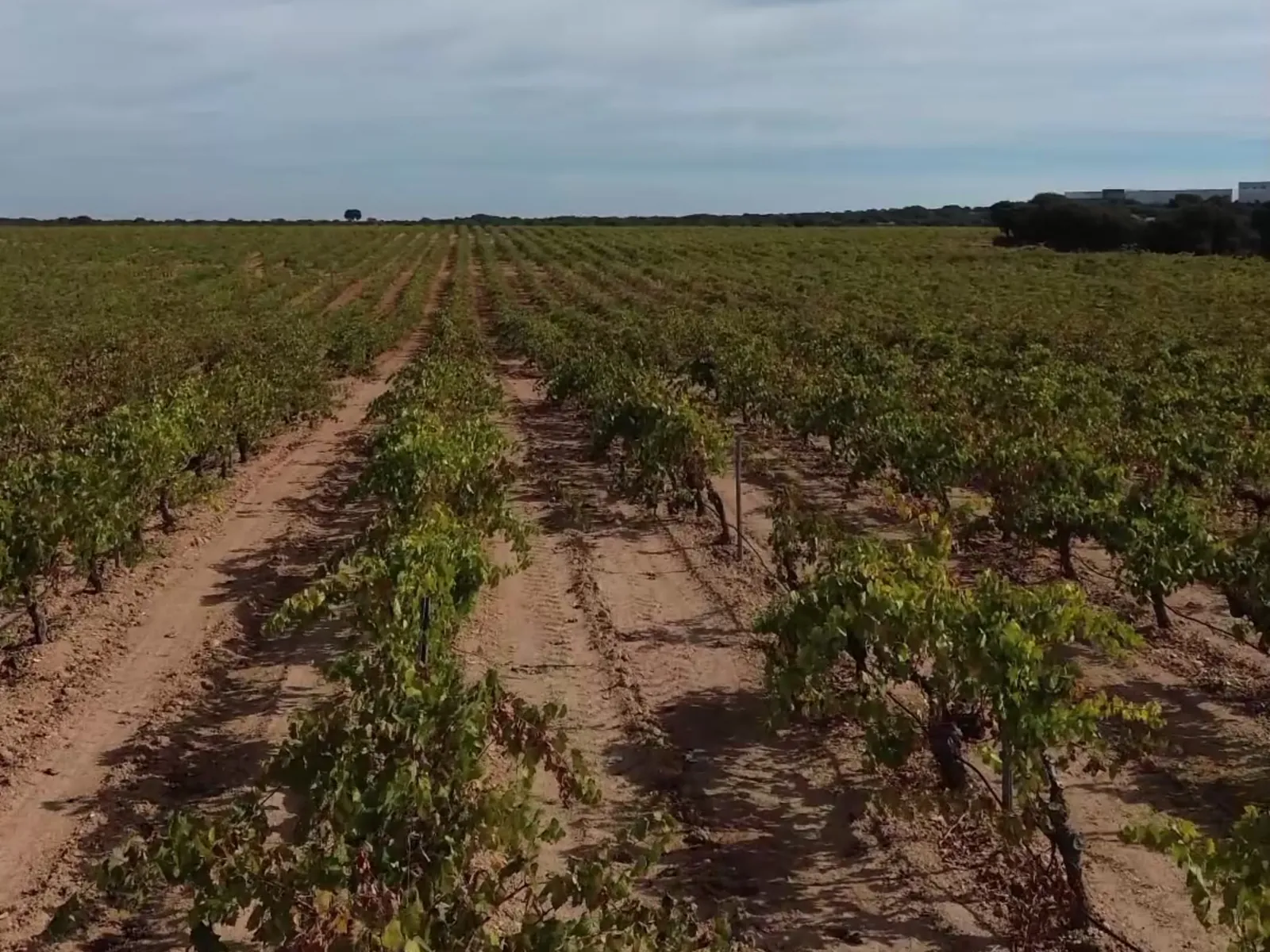 Viñedo de Finca Antigua en Los Hinojosos