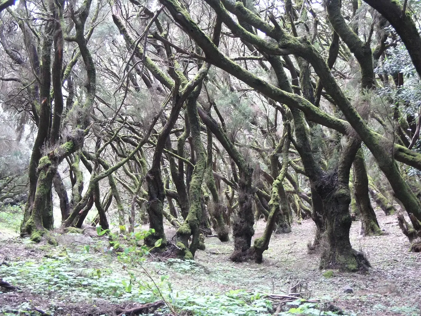 Bosque de laurisilva de El Cedro en Garajonay