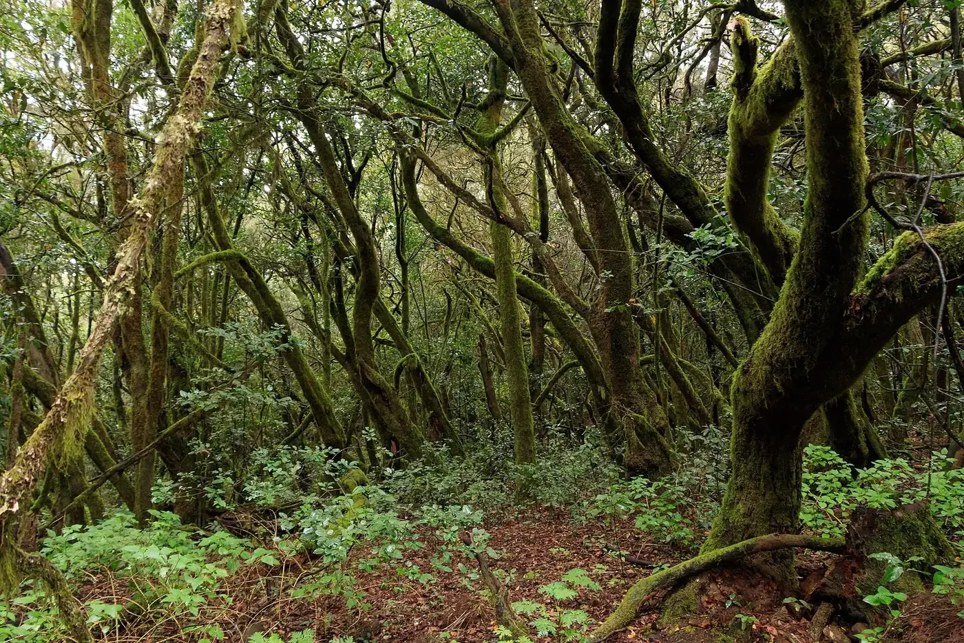 Interior del bosque de laurisilva de Garajonay