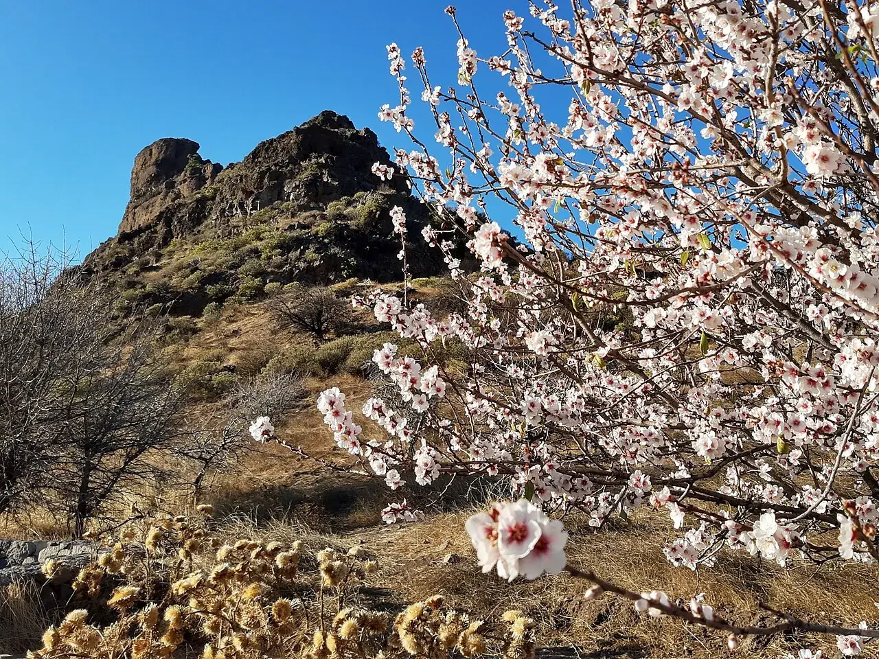 Roque Bentayga con almendros en flor