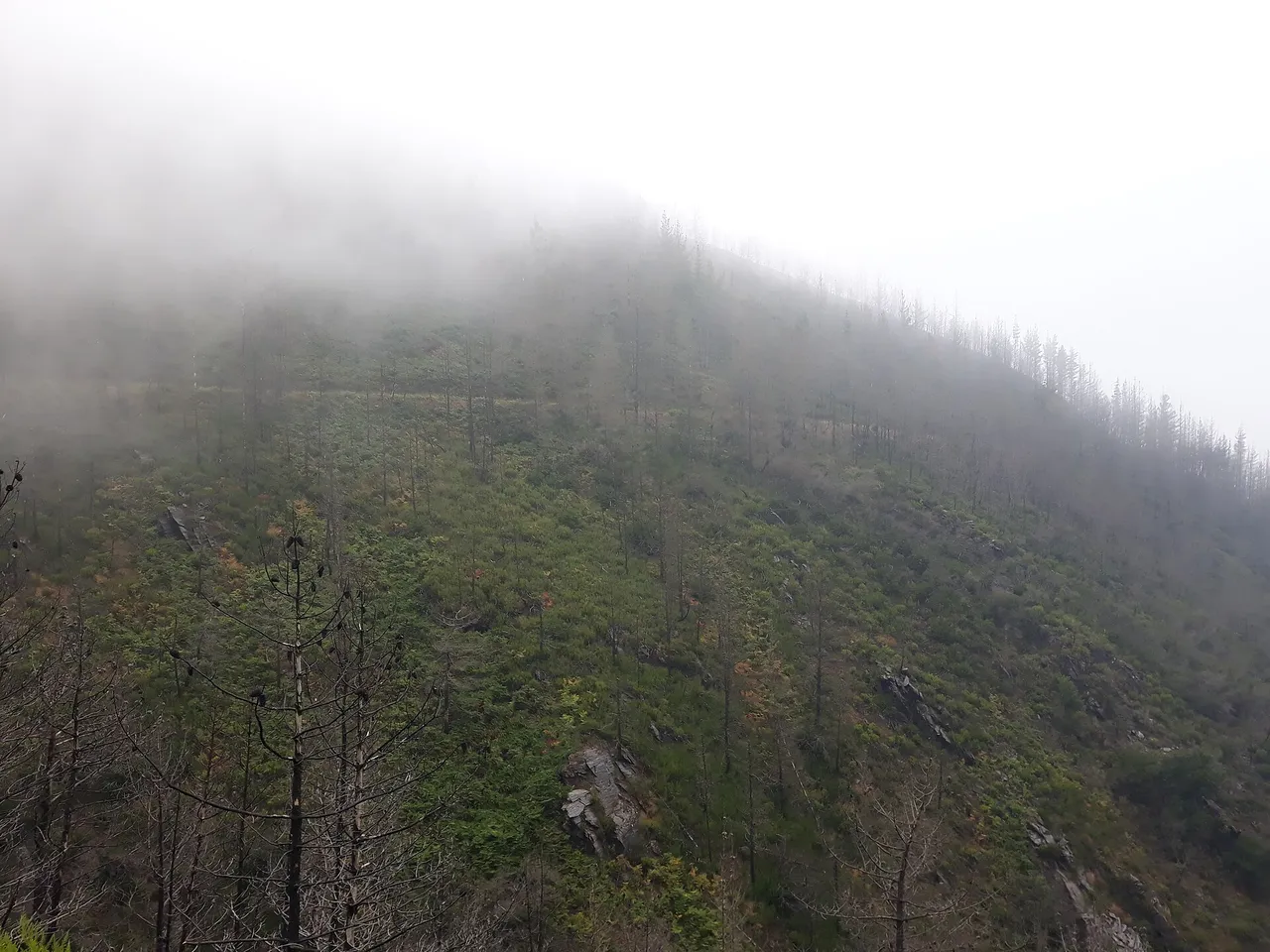 Camino Primitivo en la niebla