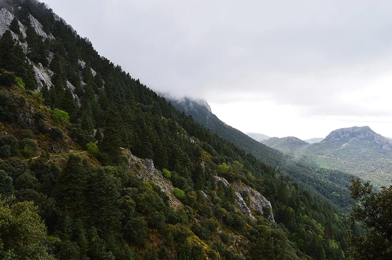 Bosque de pinsapos en la Sierra de Grazalema