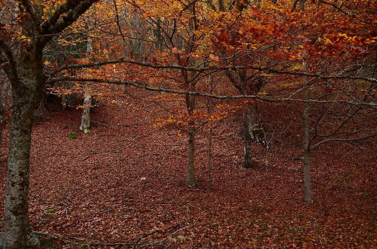 Hayedo de Montejo: el bosque de Madrid que es Patrimonio