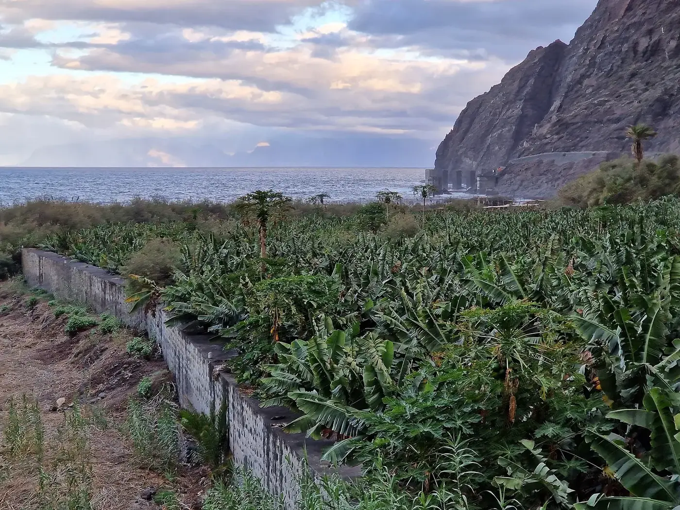 Plataneras del valle de Hermigua junto al mar