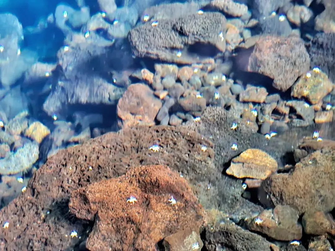 Agua cristalina del lago de los Jameos del Agua, donde vive el cangrejo ciego
