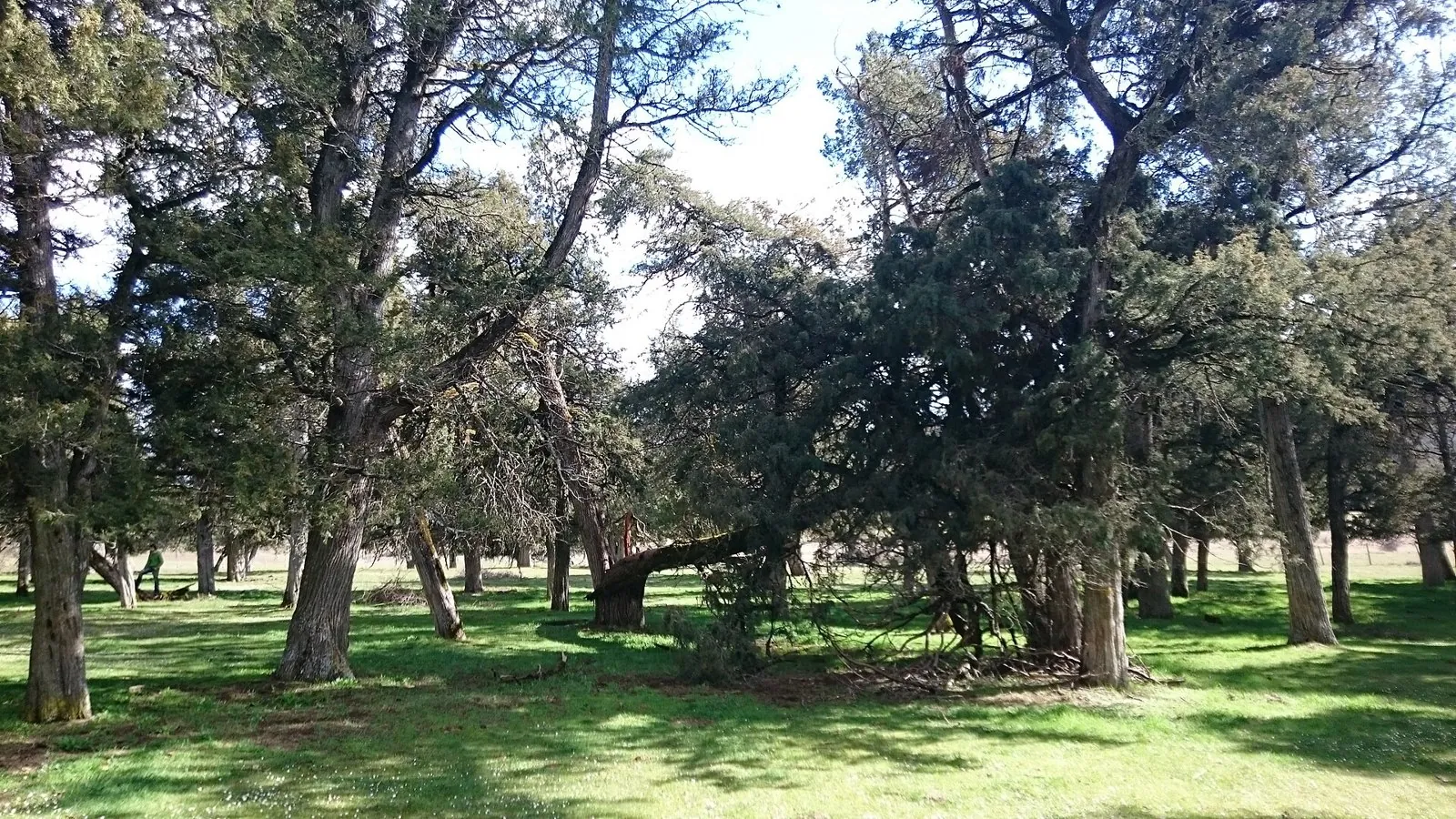 Bosque de sabinas con hierba verde en Calatañazor
