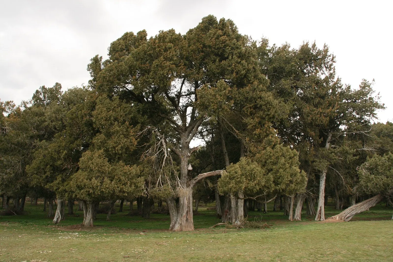 Sabina centenaria de tronco grueso en el Sabinar de Calatañazor