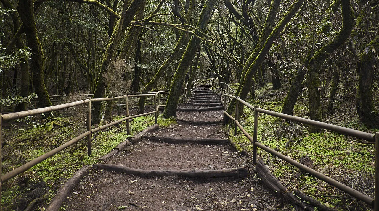 Bosque de laurisilva en el Parque Nacional de Garajonay