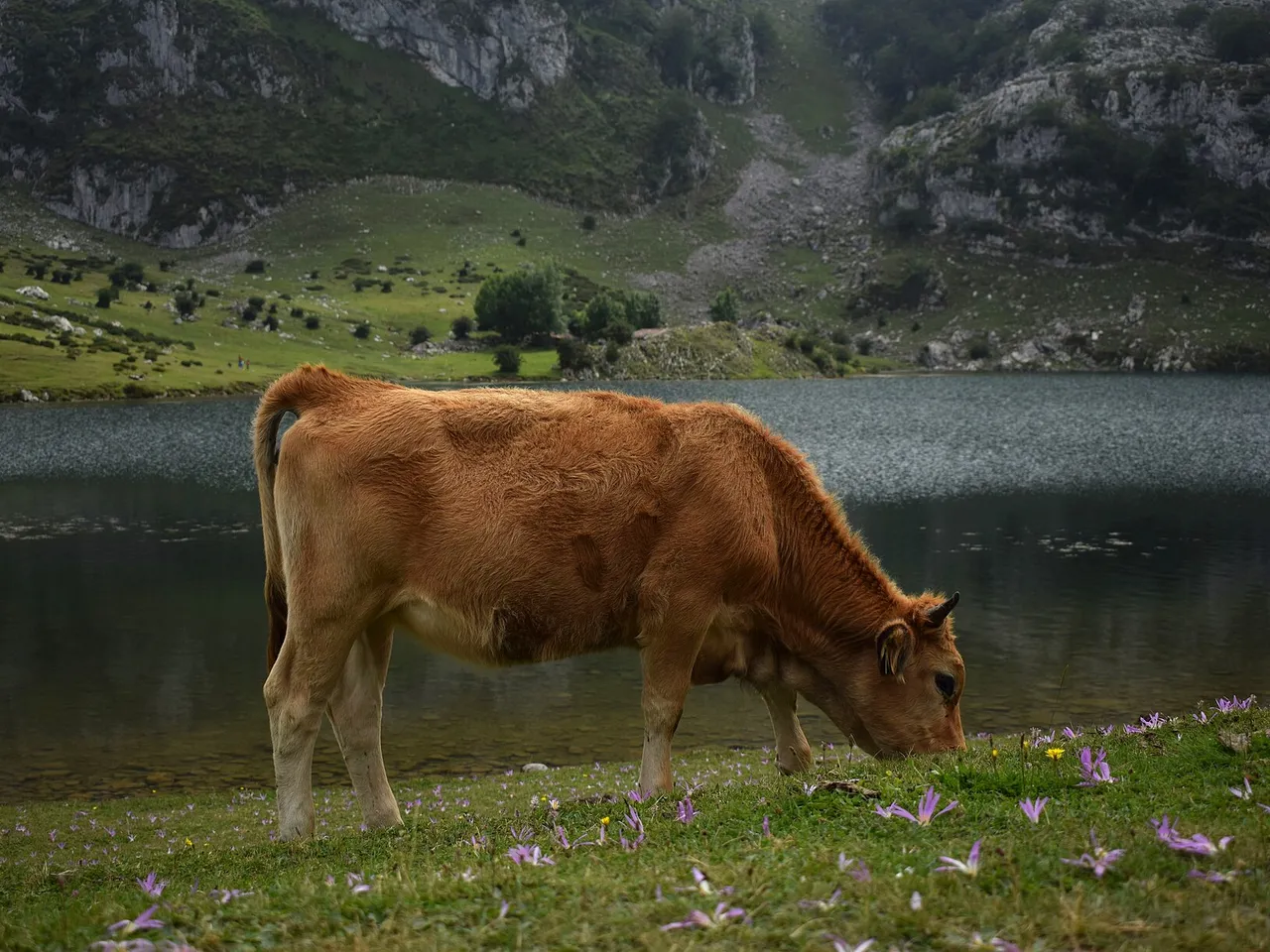 Vaca pastando en los Lagos de Covadonga