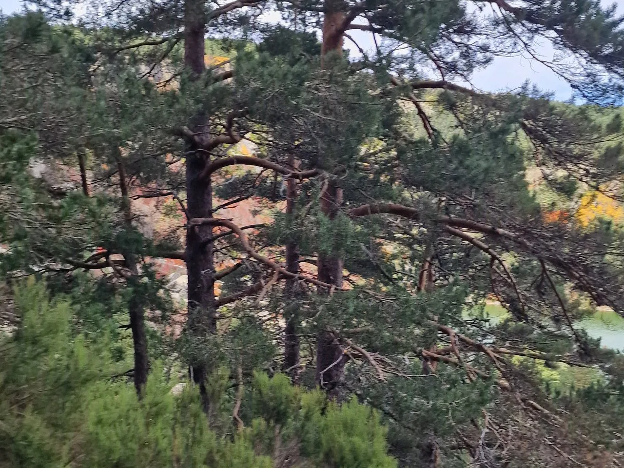 Pinar de pino silvestre junto a la Laguna Negra