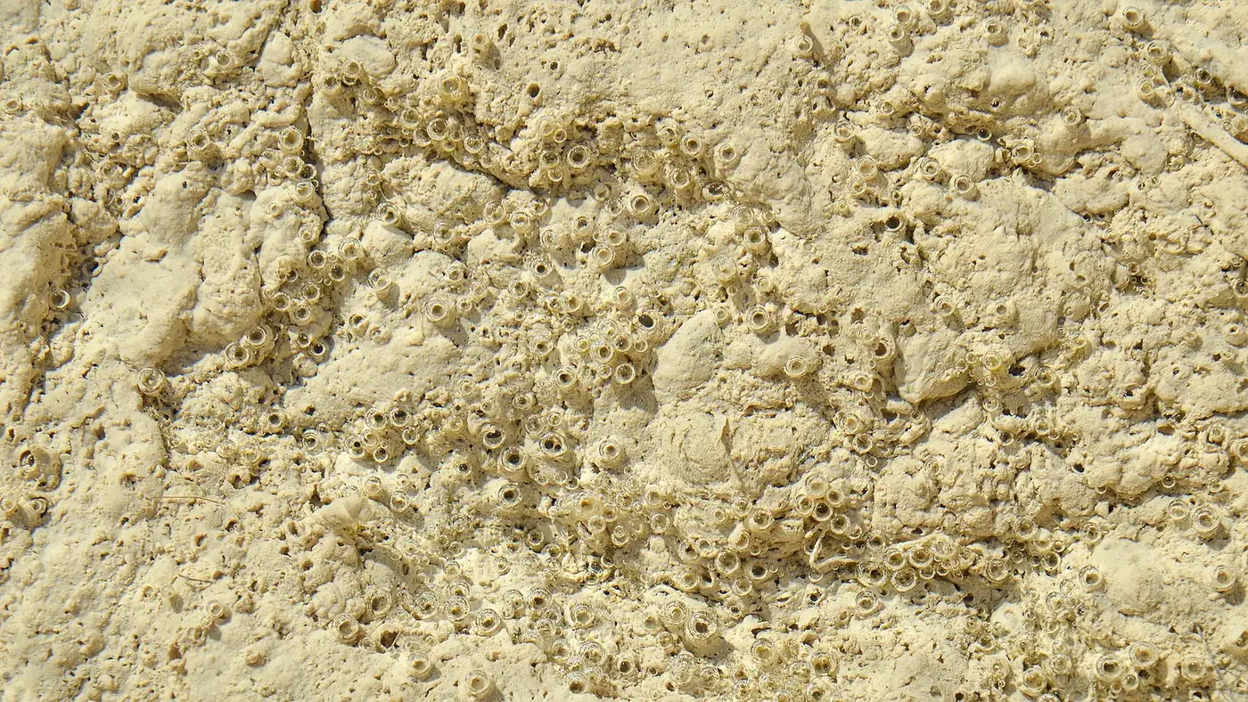 Formaciones de sal en la Laguna Rosa de Torrevieja