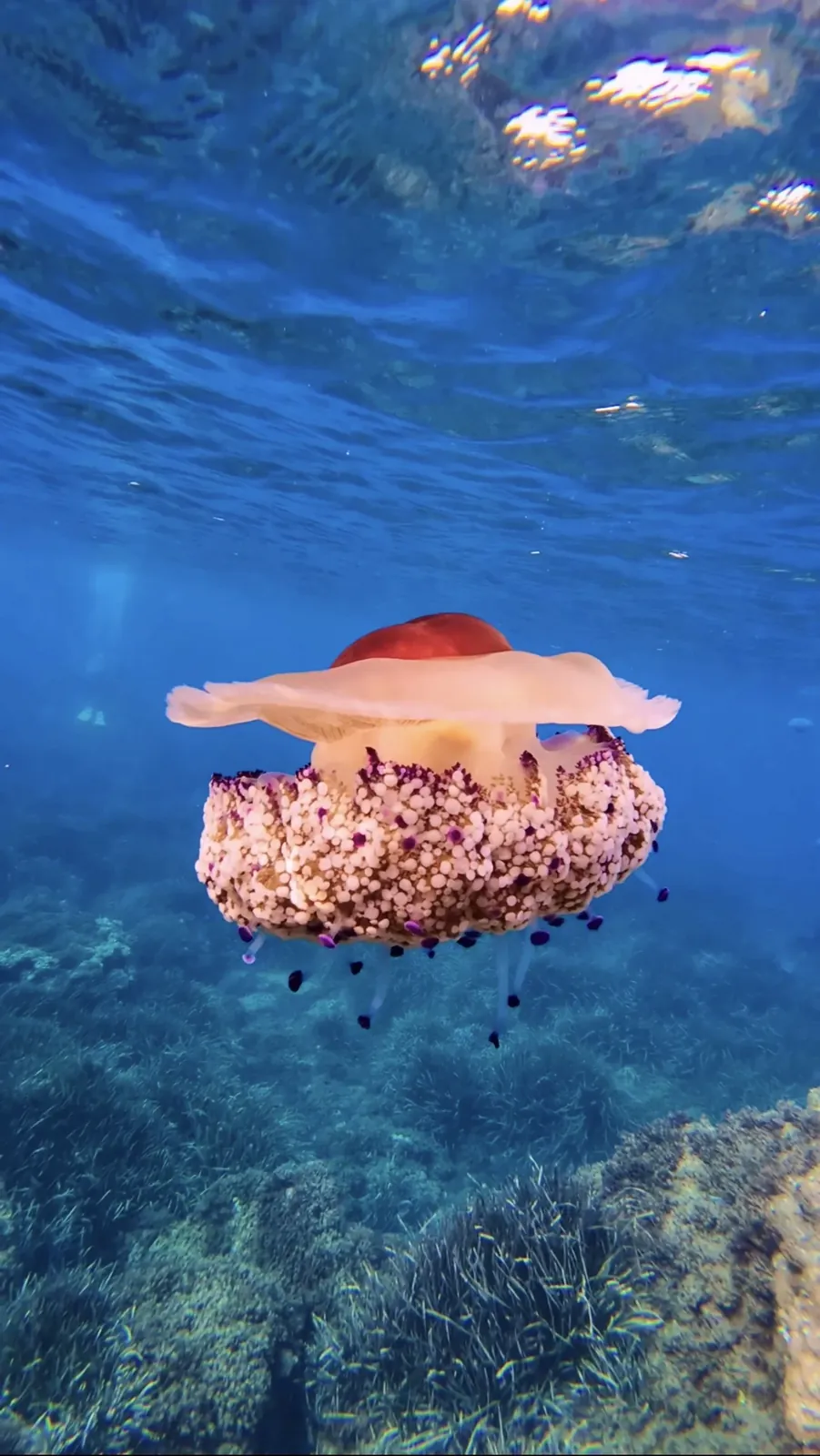 Medusa huevo frito: ¿pica o es peligrosa? Guía completa