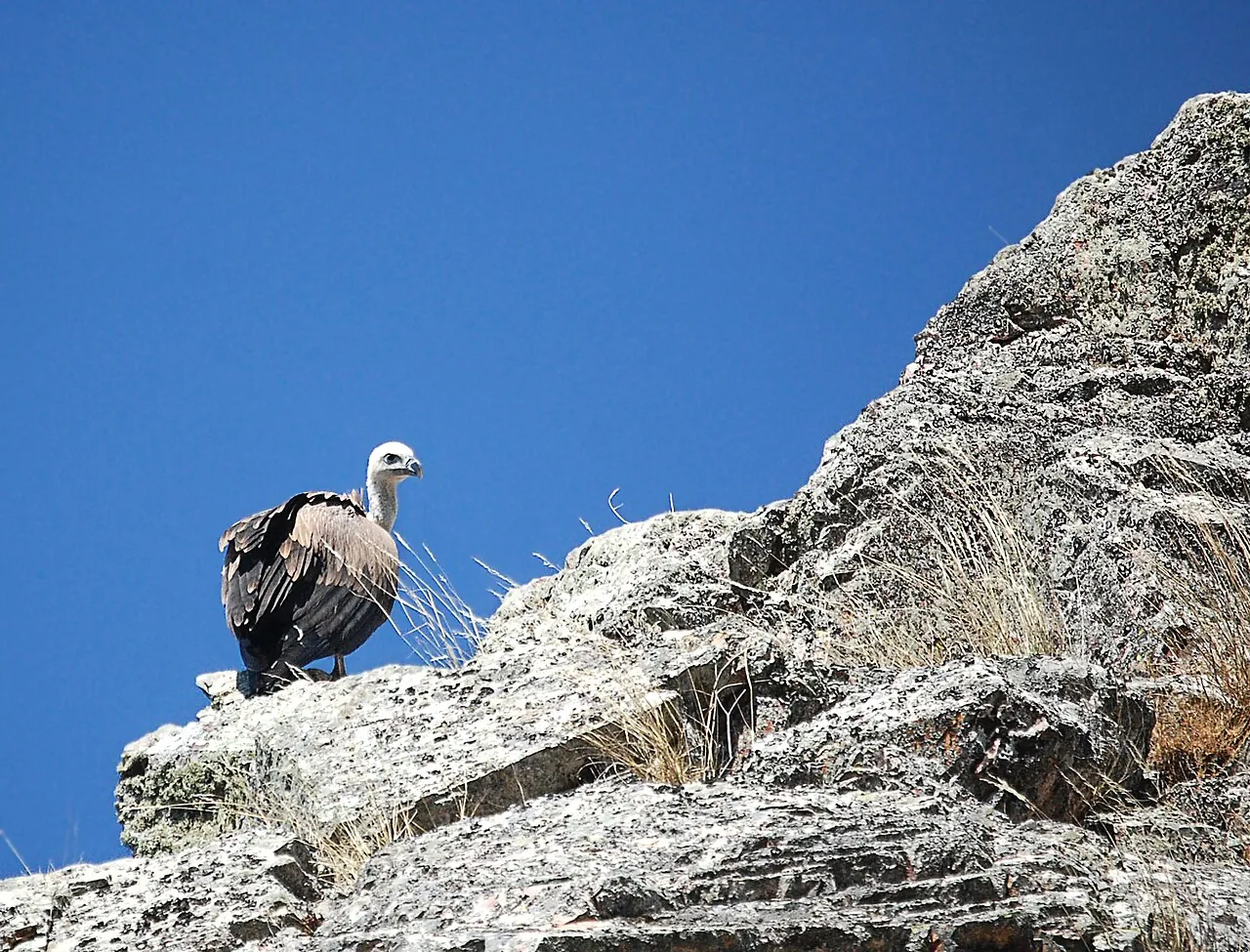 Buitre leonado posado en una roca de Monfragüe
